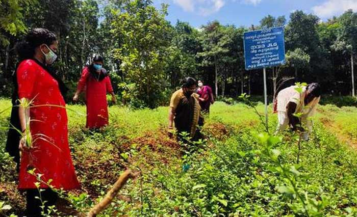 Medicinal Plant Cultivation for Ayurvedic medicine manufacturing