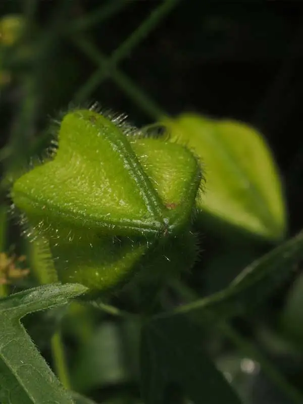 Abelmoschus moschatus