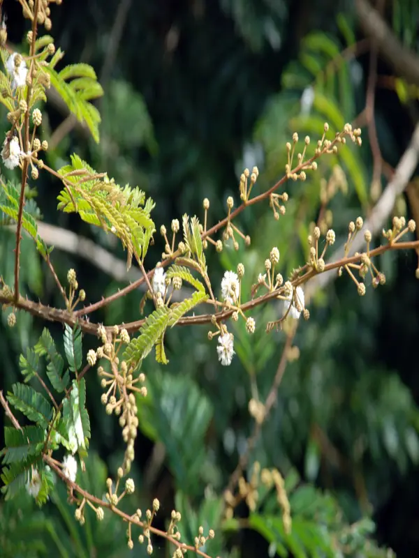 Acacia caesia