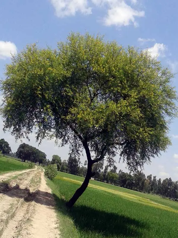 Acacia nilotica