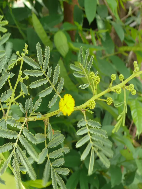 Acacia nilotica