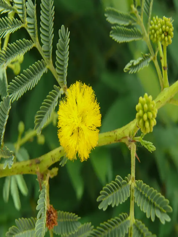 Acacia nilotica