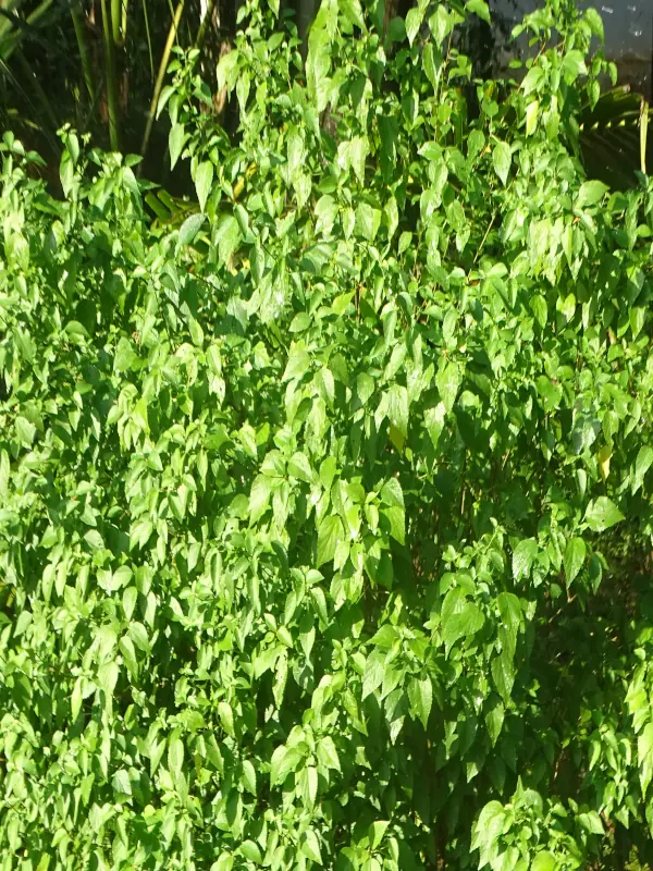 Acalypha fruticosa