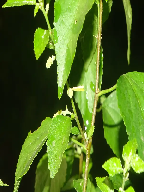 Acalypha fruticosa