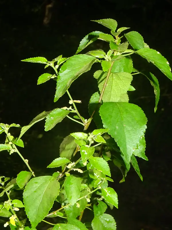 Acalypha fruticosa