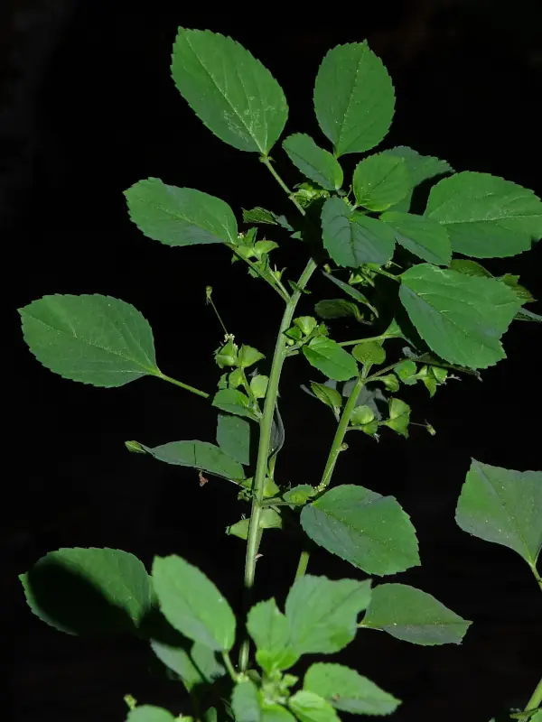 Acalypha indica