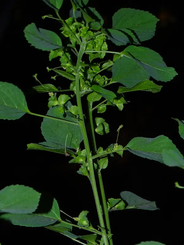 Acalypha indica