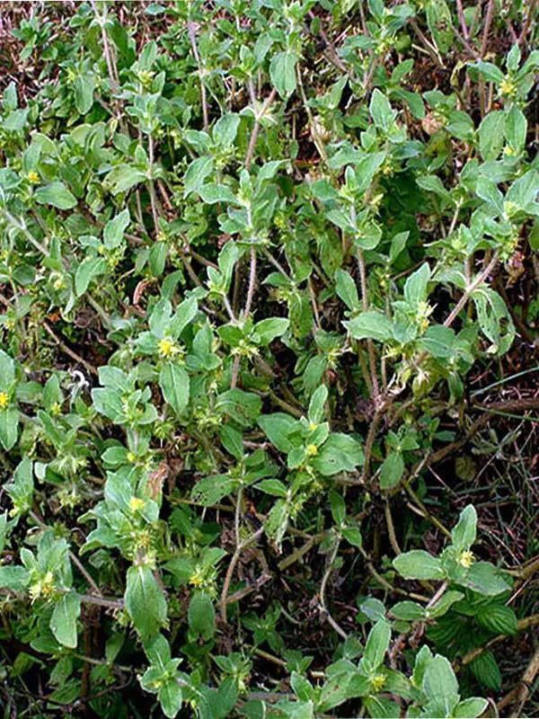 Acanthospermum hispidum