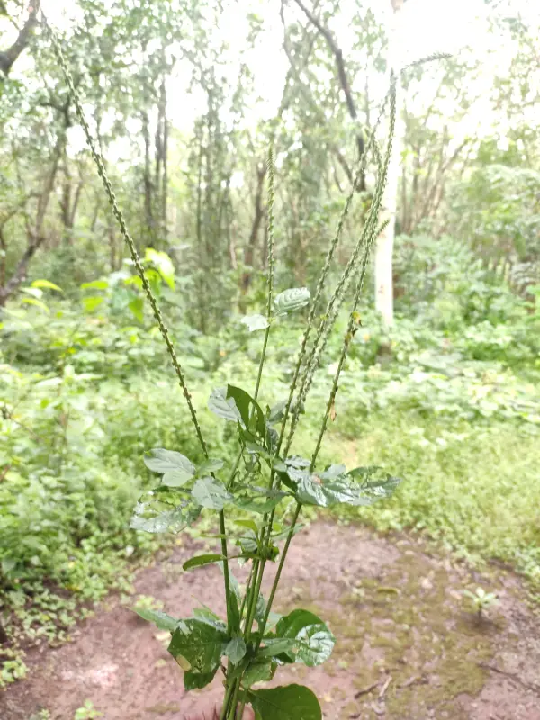 Achyranthes aspera