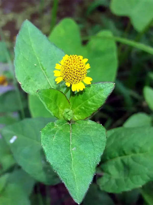 Acmella ciliata