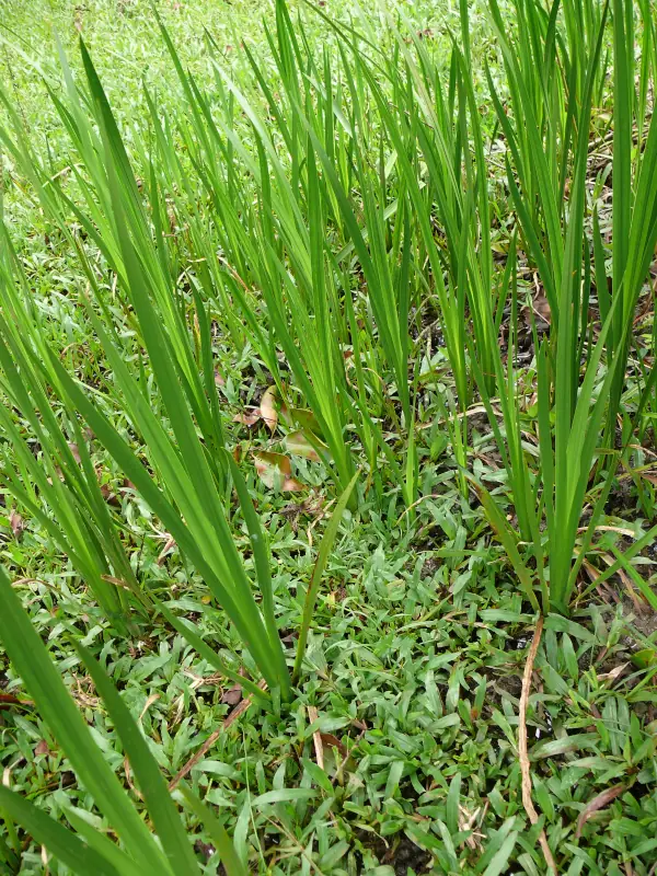 Acorus calamus