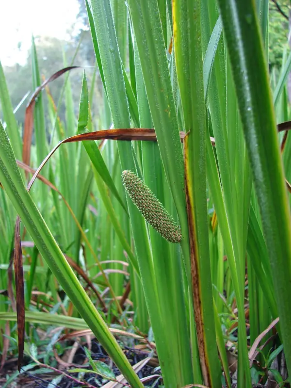 Acorus calamus