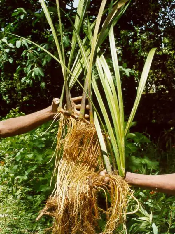 Acorus calamus