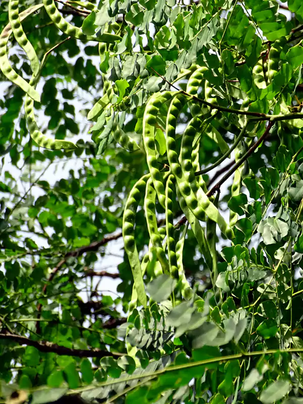 Adenanthera pavonina