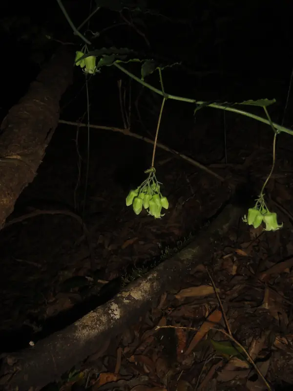 Adenia hondala