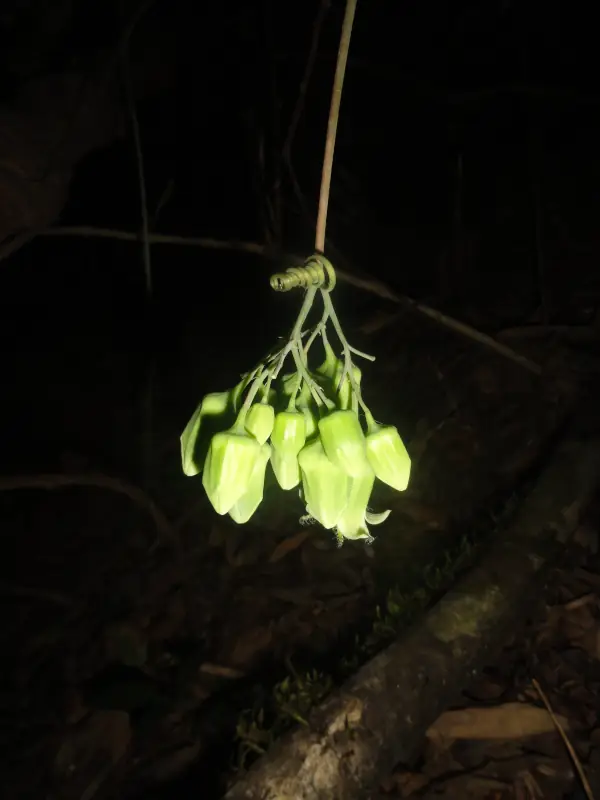 Adenia hondala