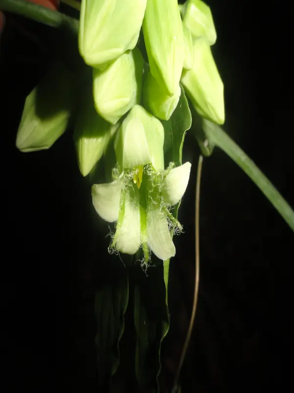 Adenia hondala