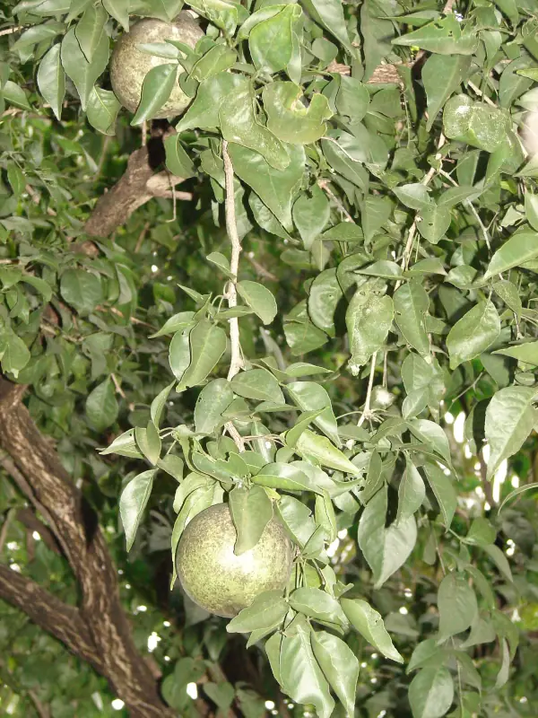 Aegle marmelos