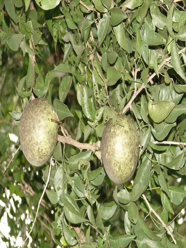 Aegle marmelos