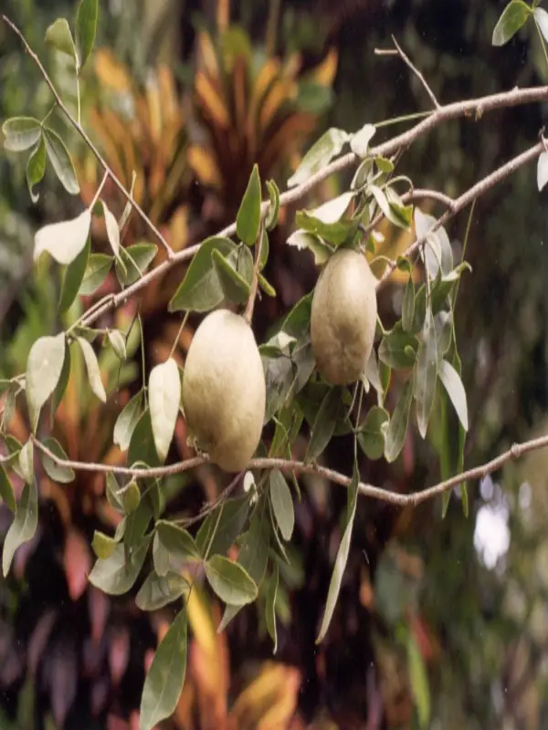 Aegle marmelos