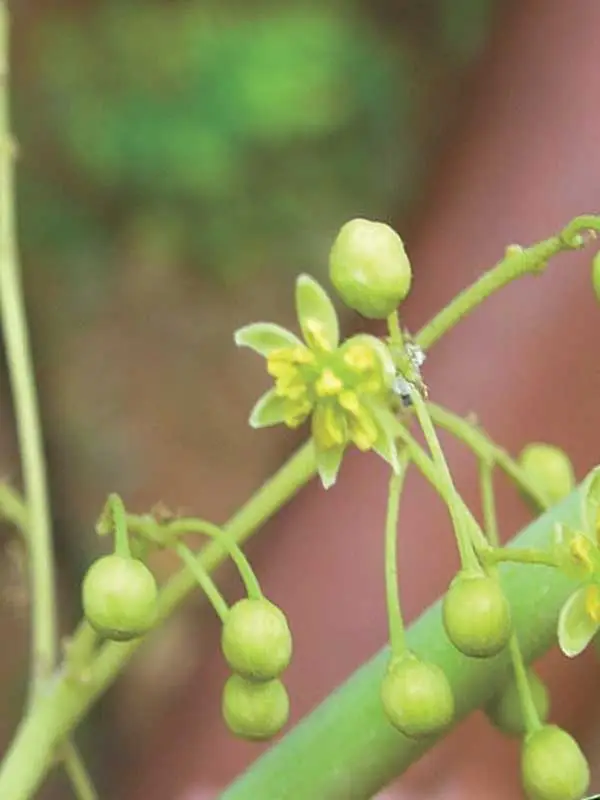 Ailanthus excelsa