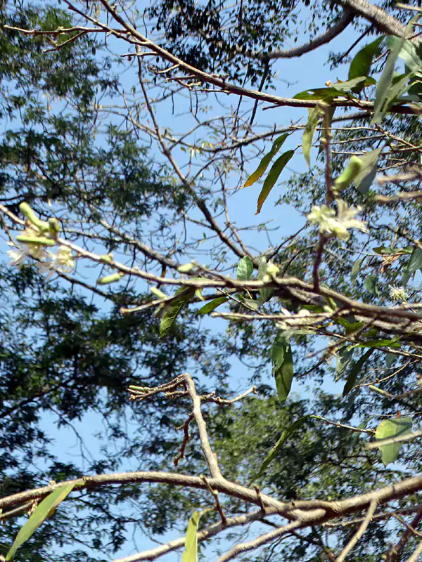 Alangium salviifolium