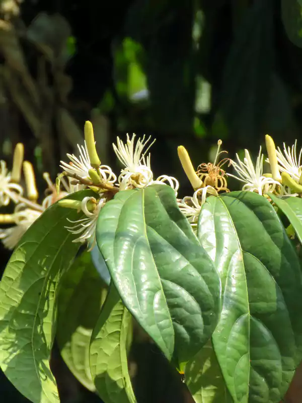 Alangium salviifolium