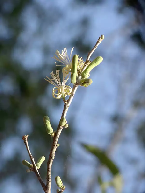 Alangium salviifolium