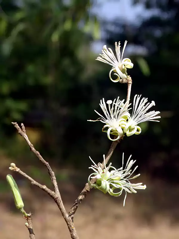 Alangium salviifolium