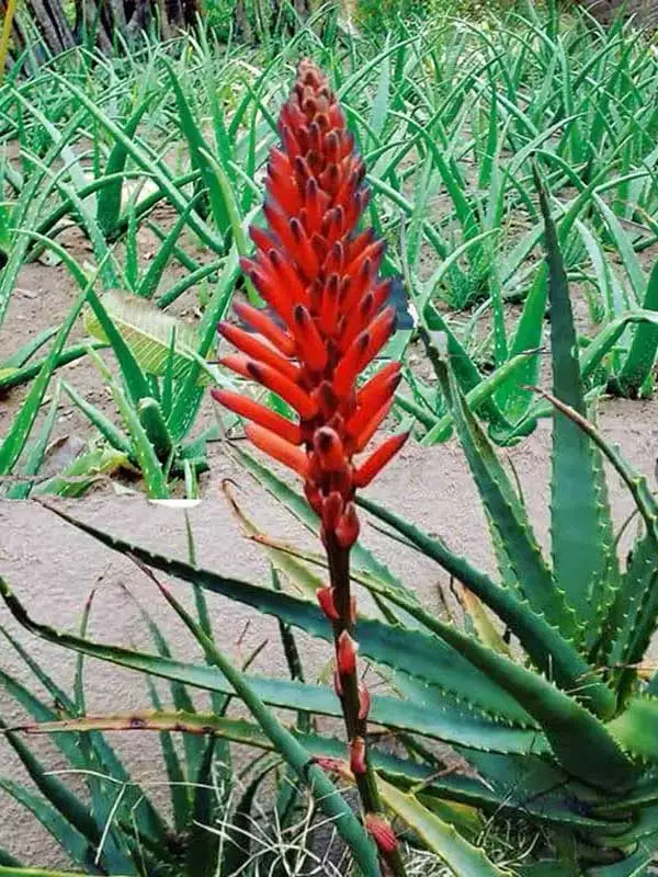 Aloe vera