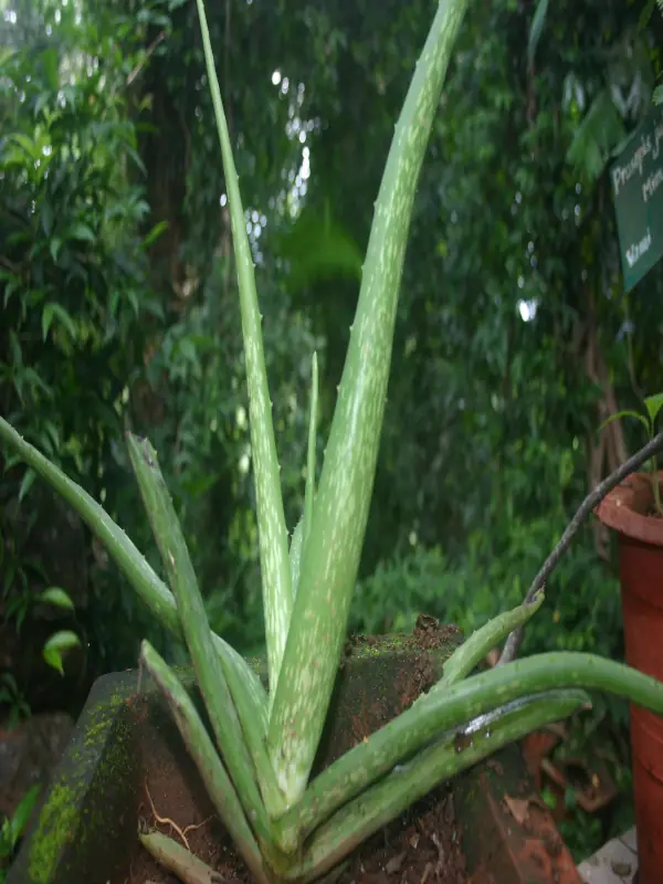 Aloe vera