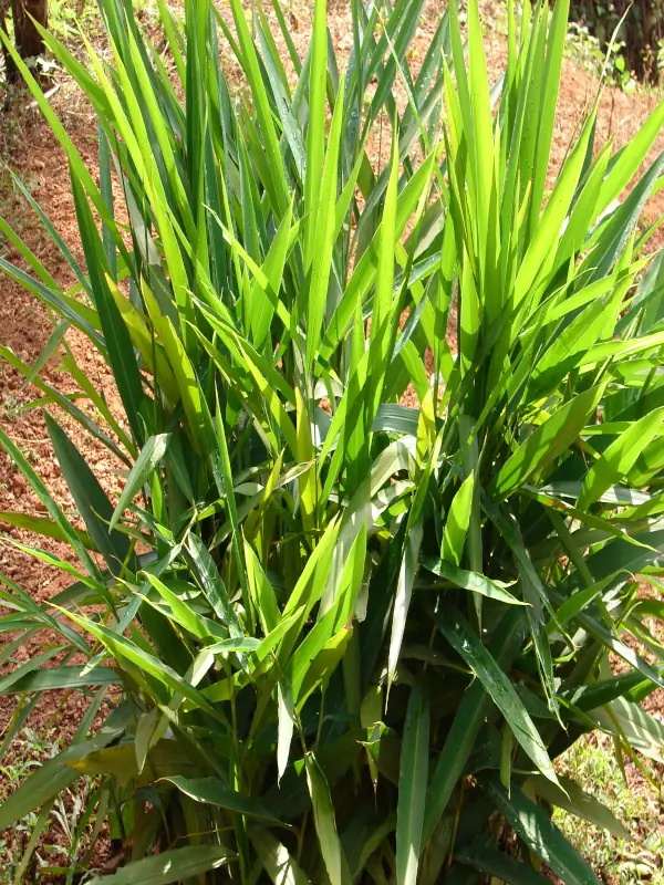 Alpinia calcarata