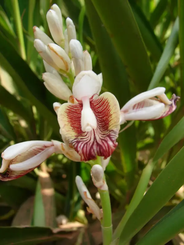 Alpinia calcarata