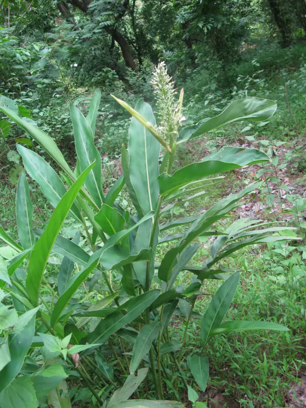 Alpinia galanga