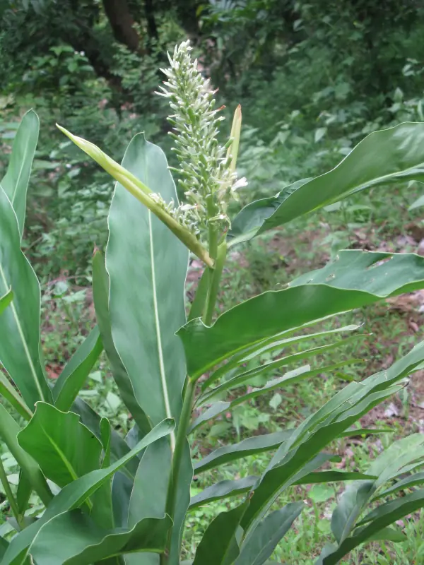 Alpinia galanga