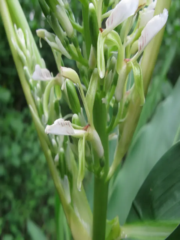 Alpinia galanga