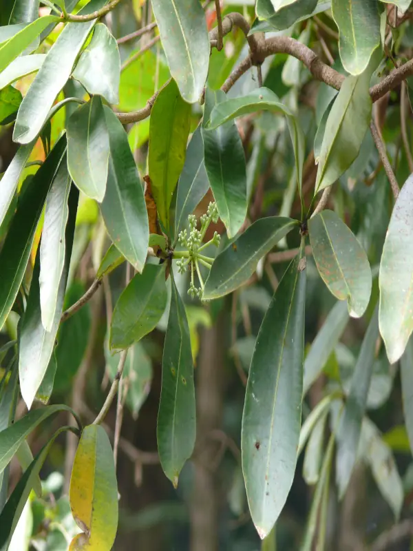 Alstonia scholaris