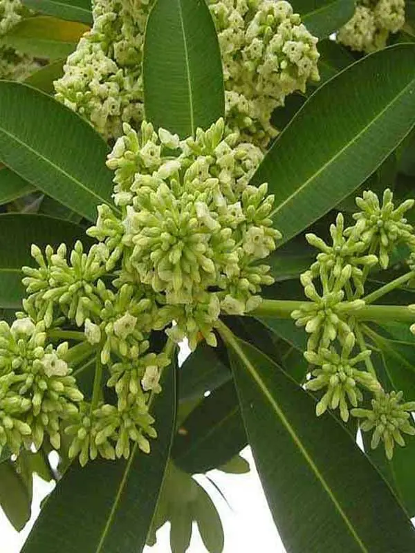 Alstonia scholaris