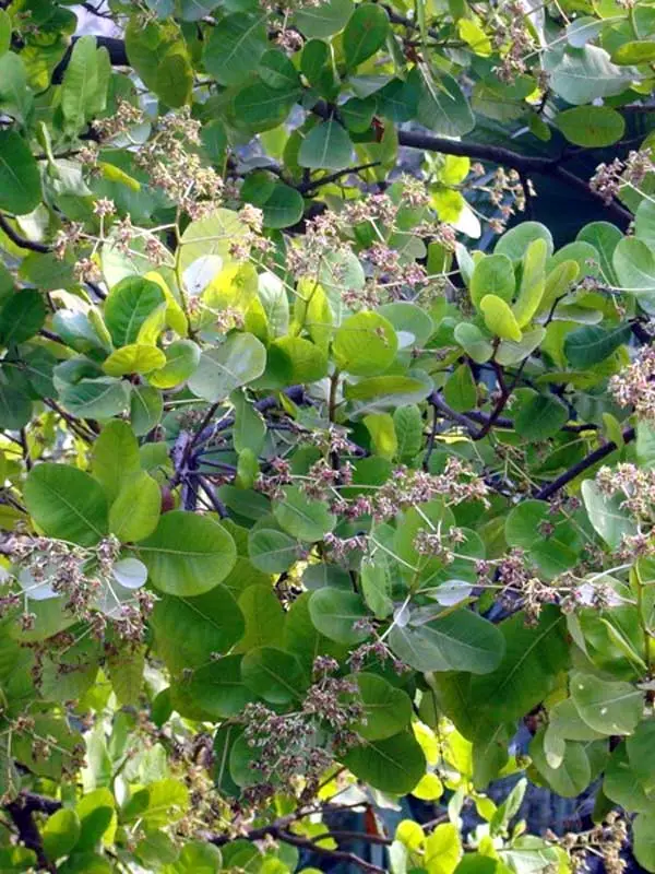 Anacardium occidentale