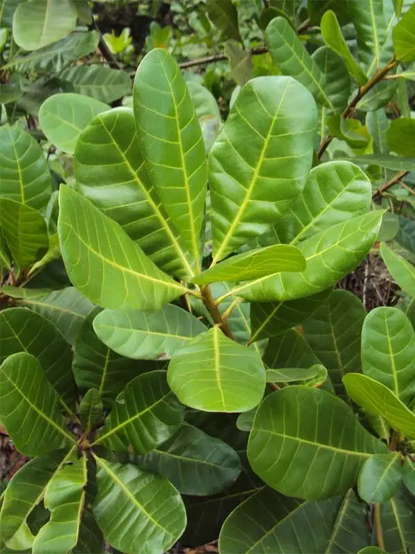 Anacardium occidentale