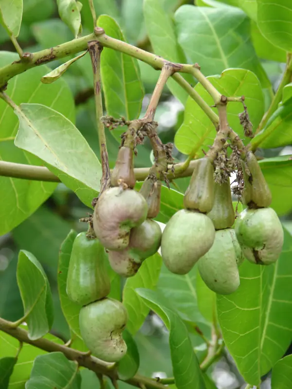 Anacardium occidentale