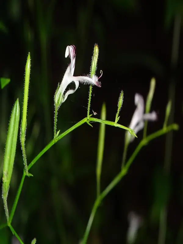 Andrographis paniculata