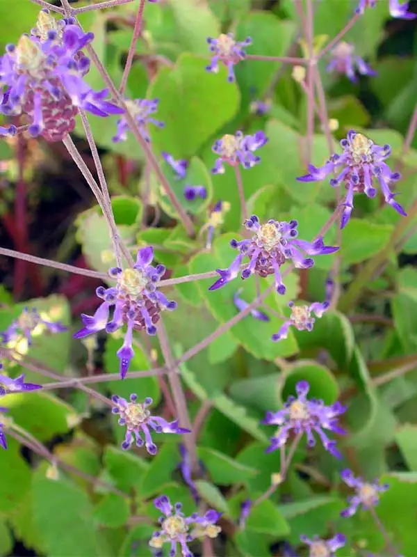 Anisochilus carnosus