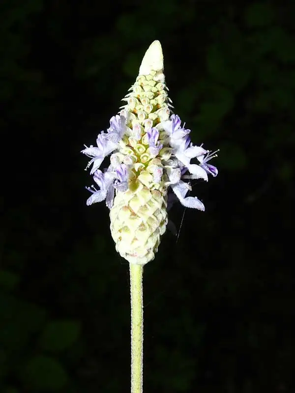 Anisochilus carnosus