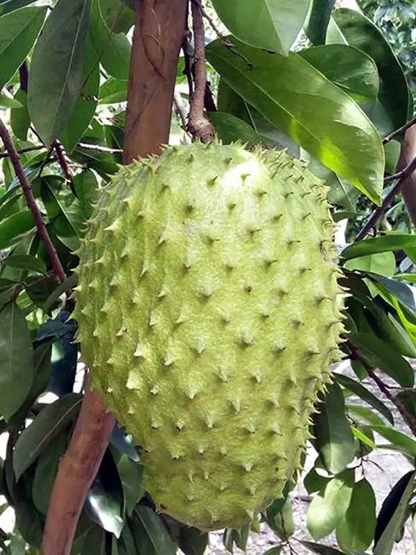 Annona muricata