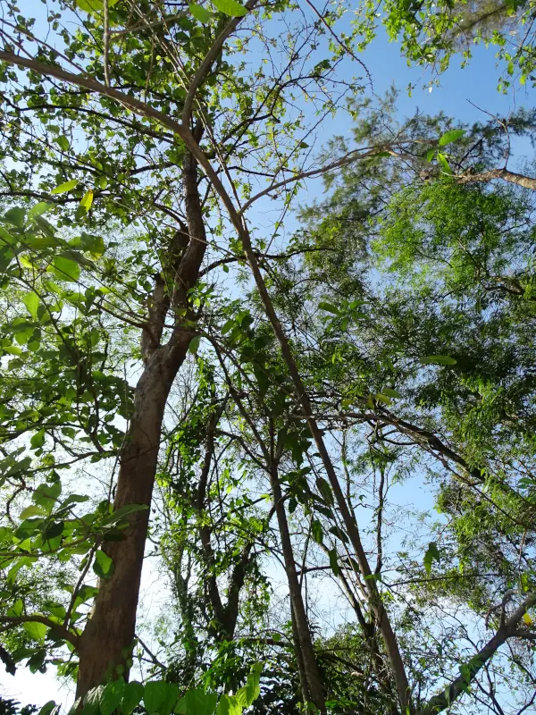 Annona reticulata