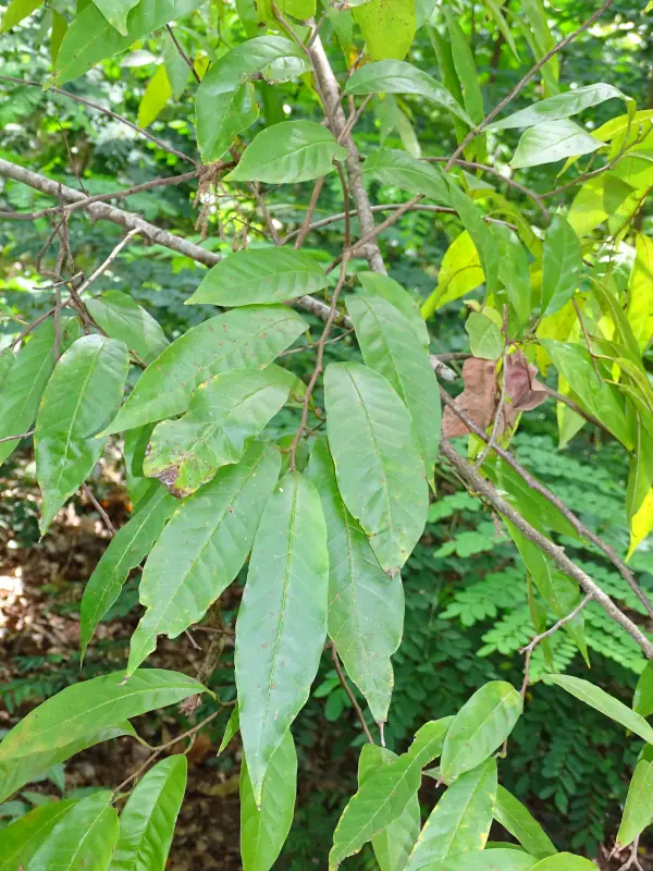 Annona reticulata