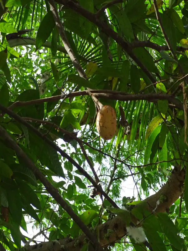 Annona reticulata