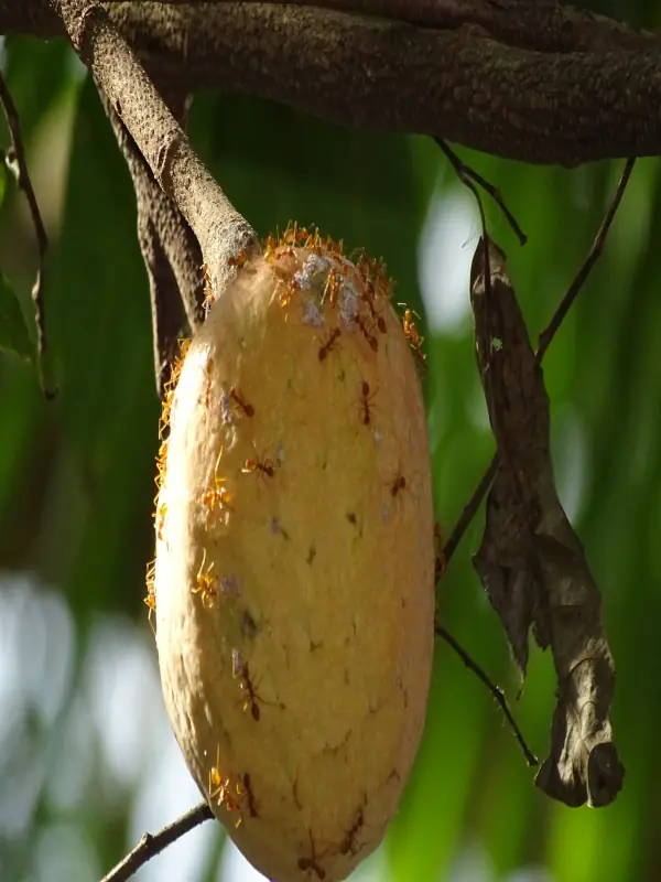 Annona reticulata