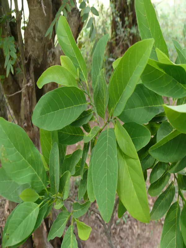 Annona squamosa